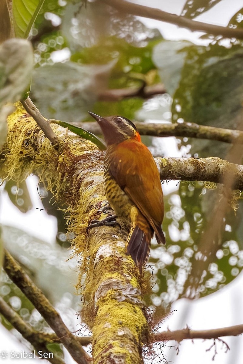 Yellow-vented Woodpecker - ML568425381