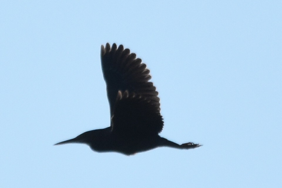 Green Heron - ML568425531