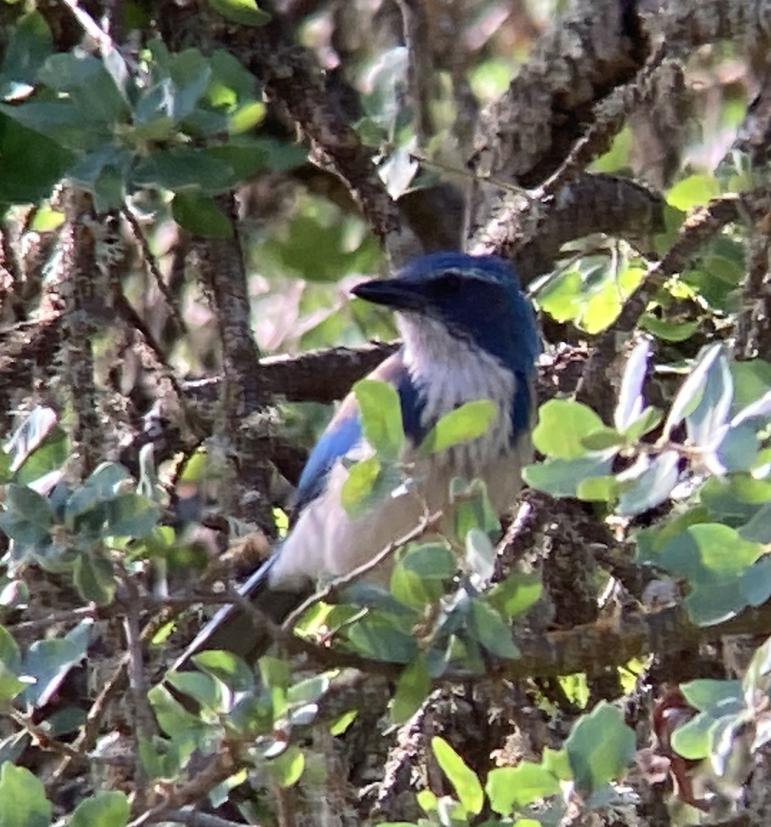 California Scrub-Jay - ML568426241