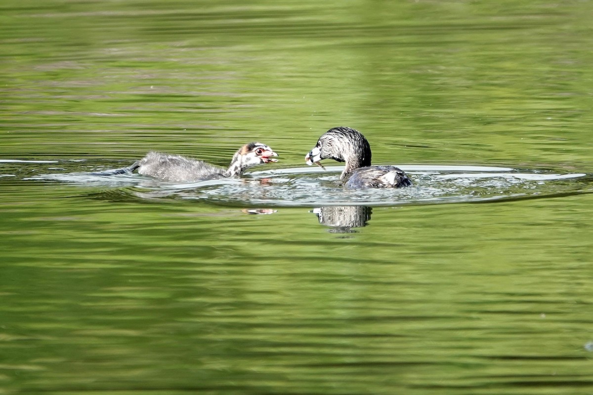 Pied-billed Grebe - Monica P