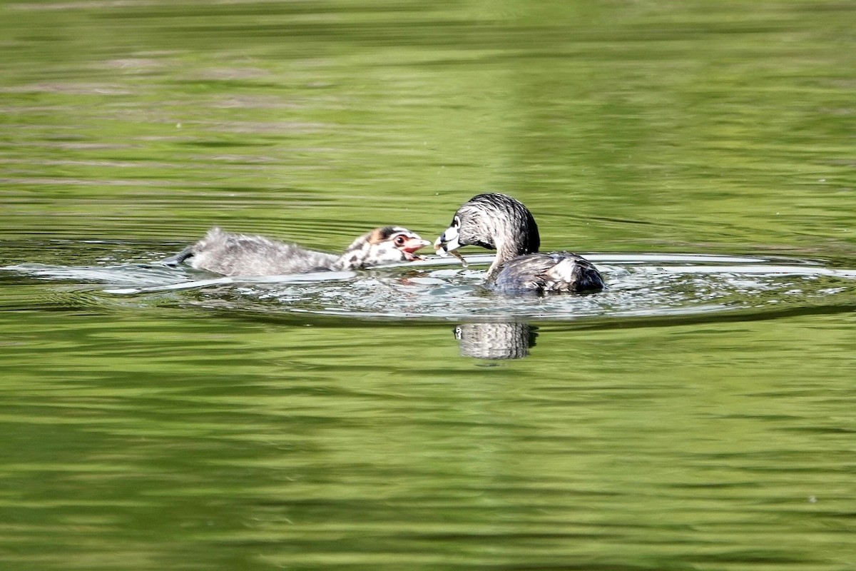 Pied-billed Grebe - ML568426331