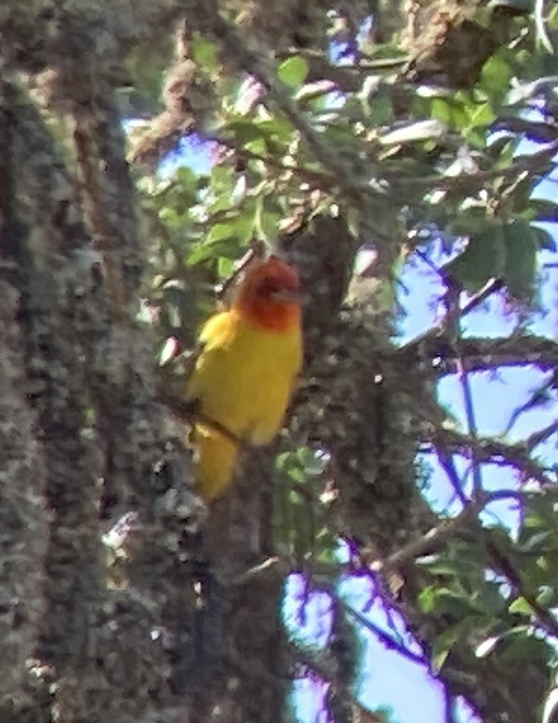 Western Tanager - ML568426411