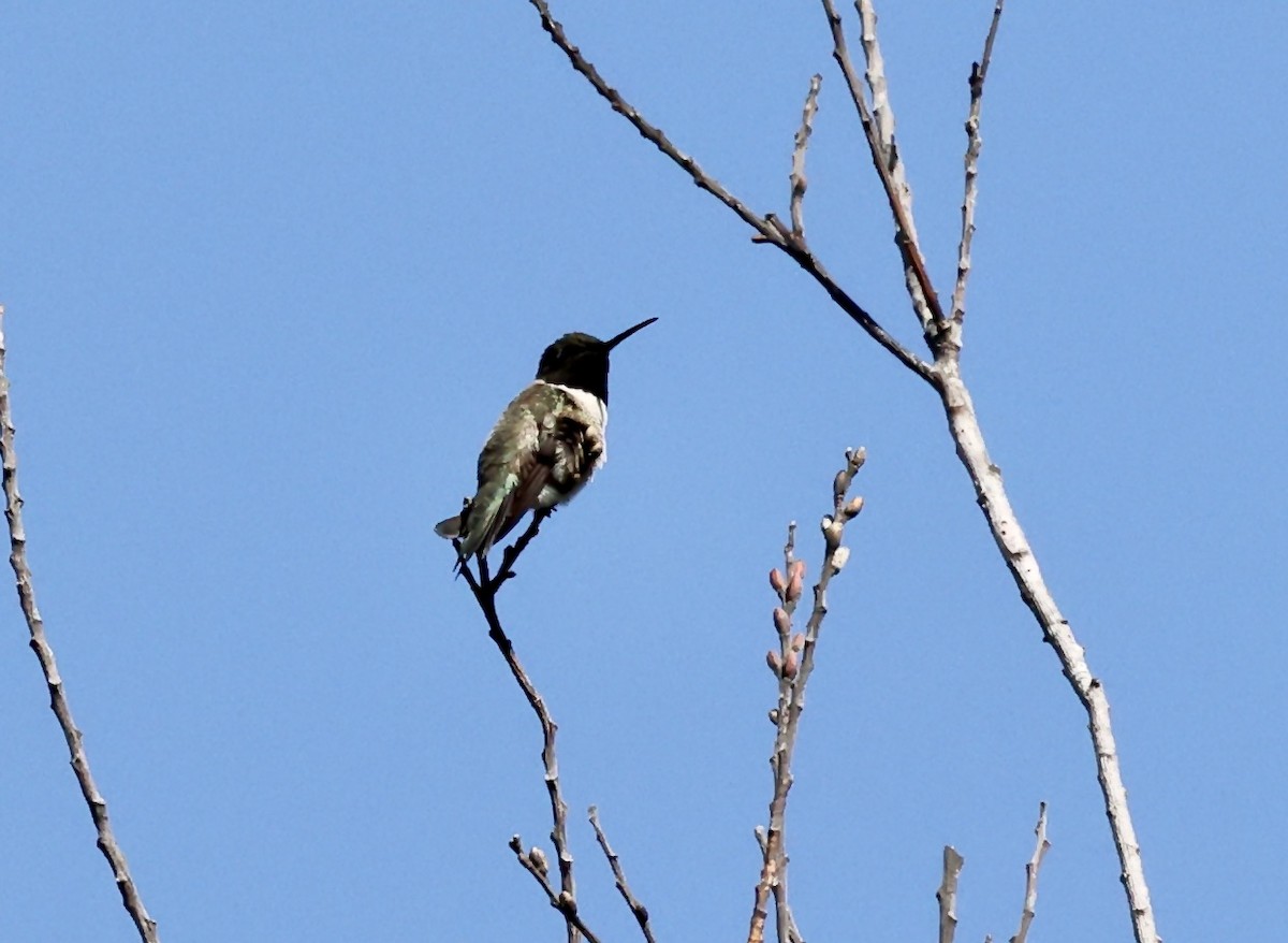 Black-chinned Hummingbird - ML568426481