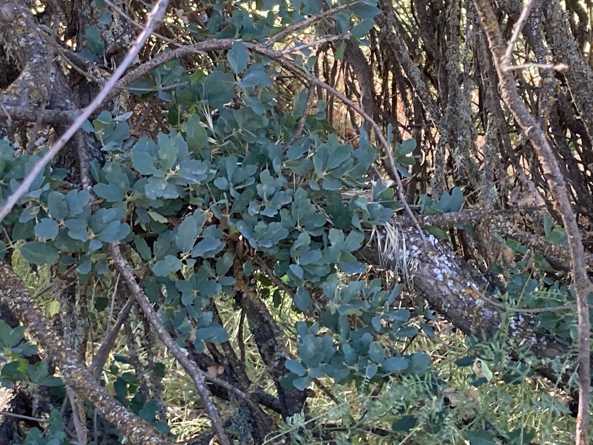 California Towhee - ML568426521