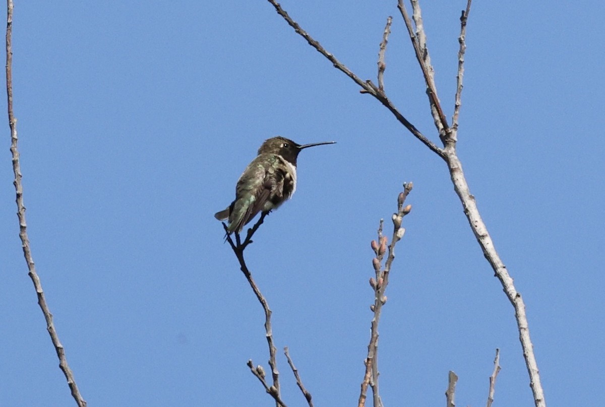 Black-chinned Hummingbird - ML568426531