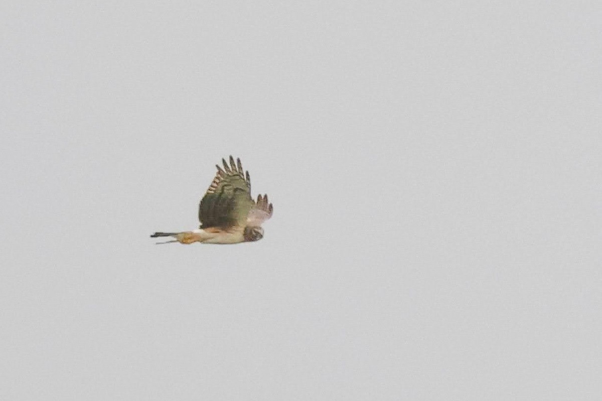 Northern Harrier - ML568426701