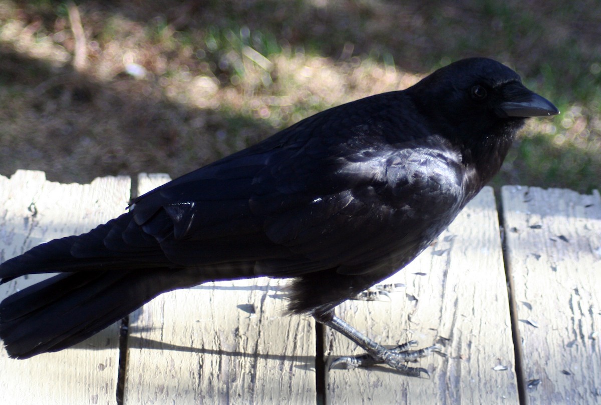 American Crow - Mathieu Beaudin