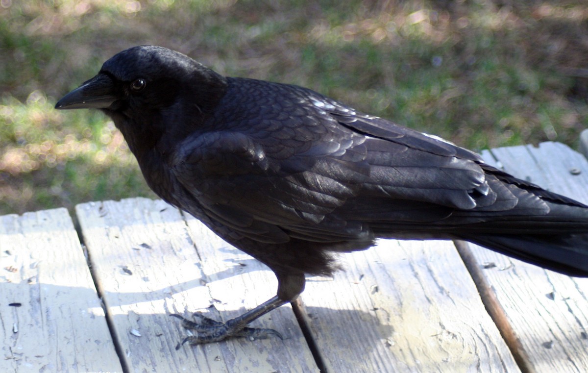 American Crow - ML568426931