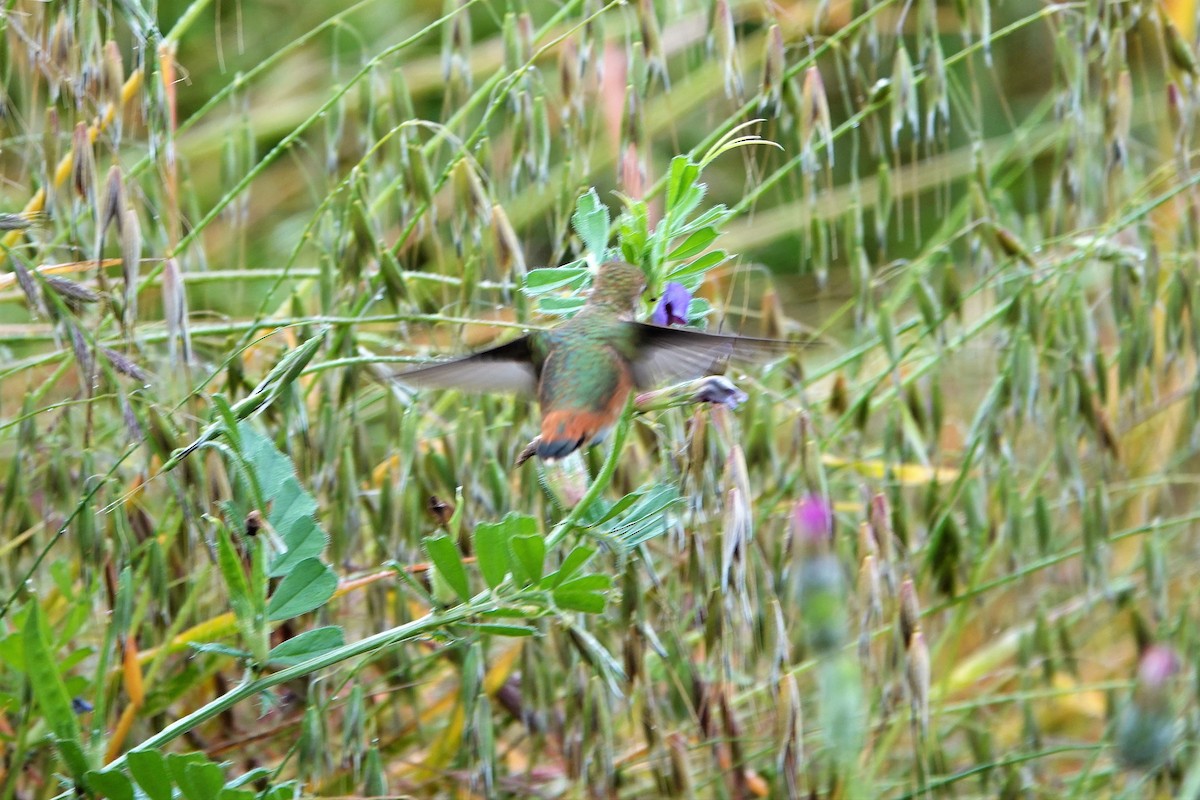 Allen's Hummingbird - ML568427031