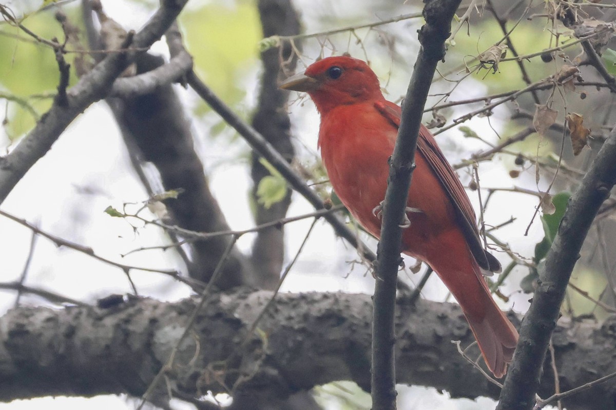 Summer Tanager - Parker Marsh