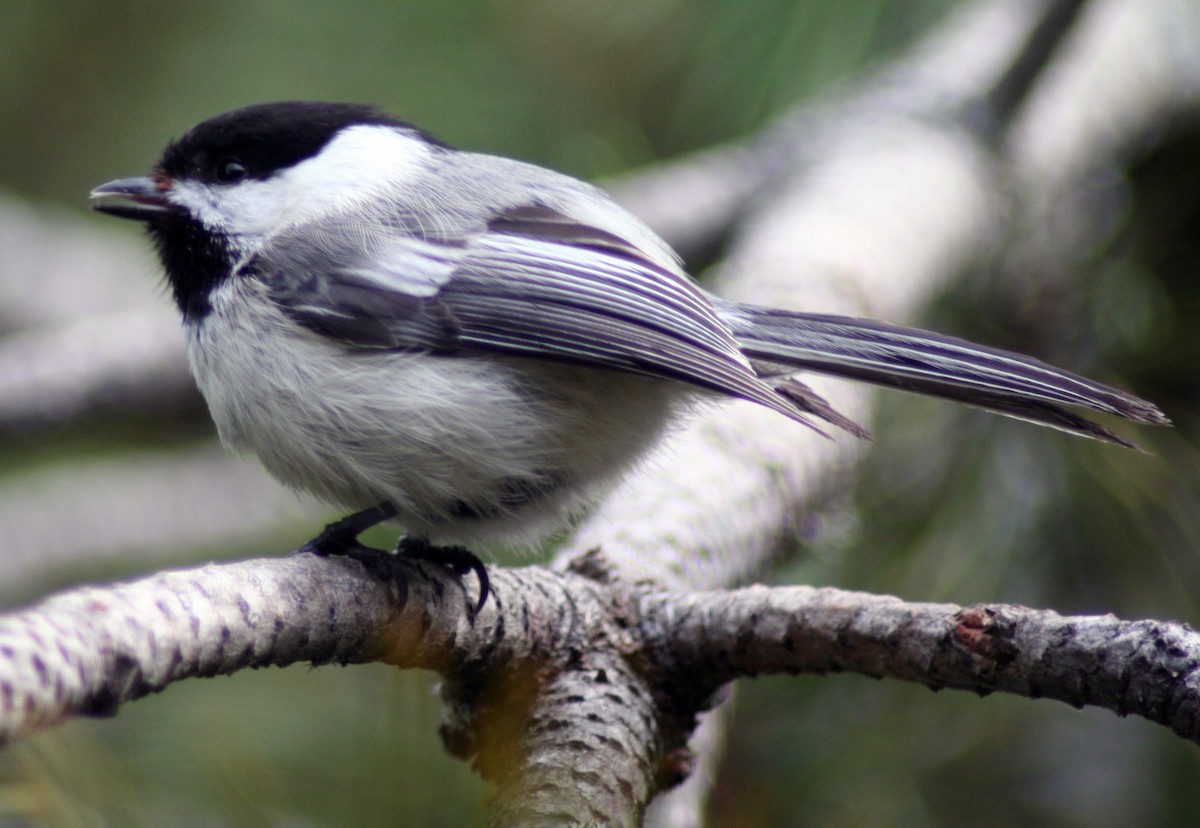 Black-capped Chickadee - ML568427661