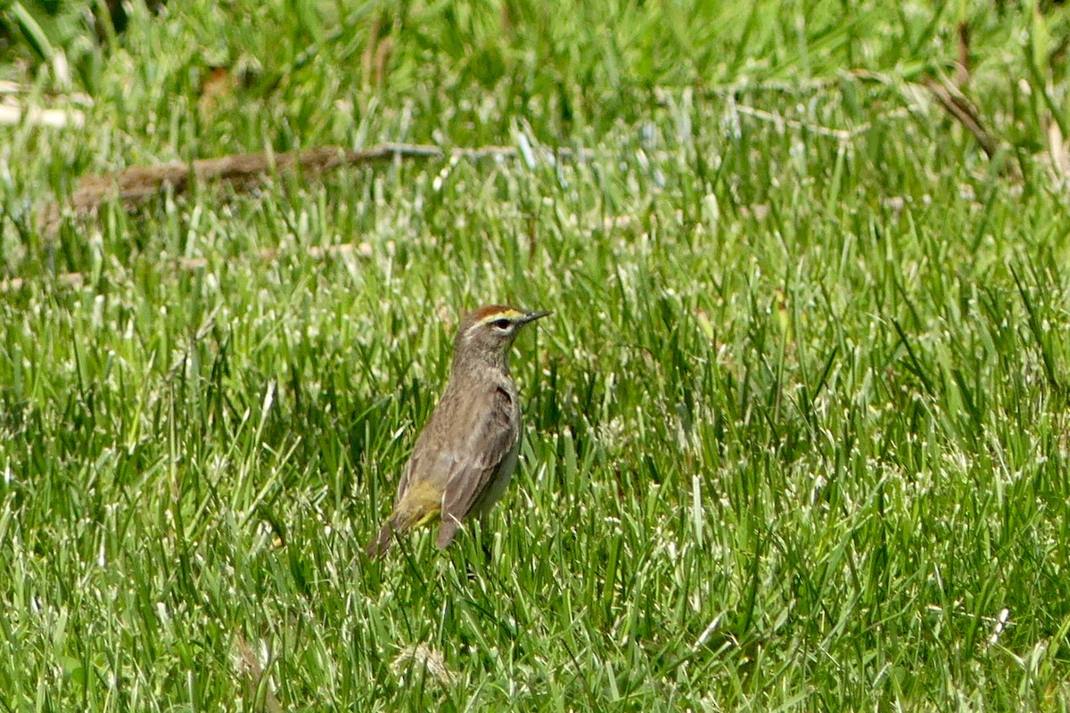 ヤシアメリカムシクイ（palmarum） - ML568428161