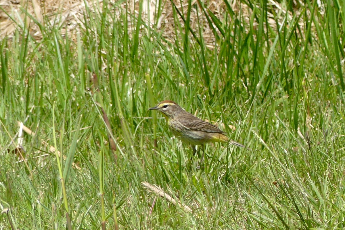 Reinita Palmera (palmarum) - ML568428171