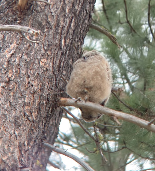 Great Horned Owl - ML568428431