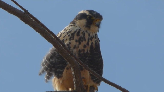 Aplomado Falcon - ML568429021