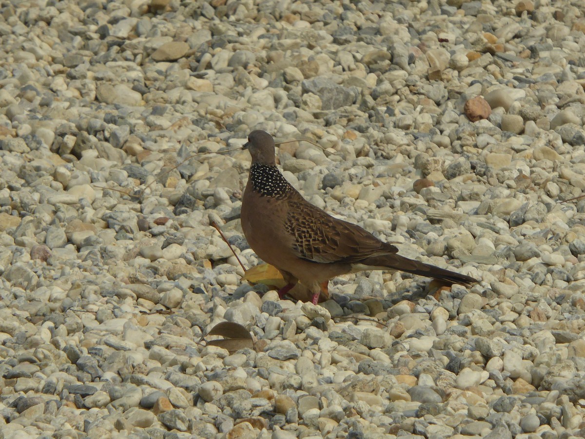 Spotted Dove - ML568429241