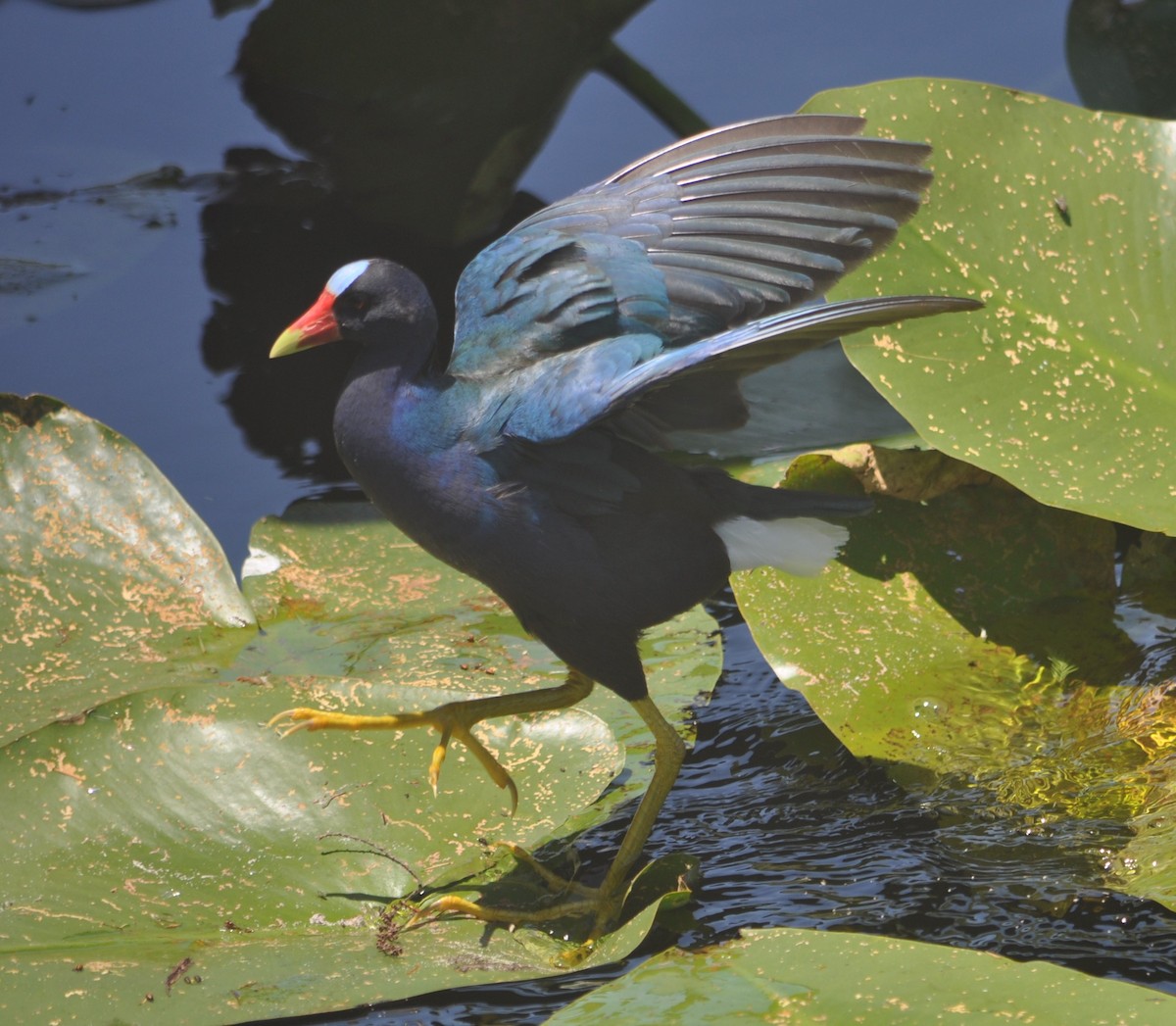 Purple Gallinule - ML568430591