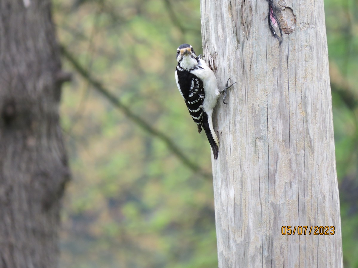 Hairy Woodpecker - ML568430611