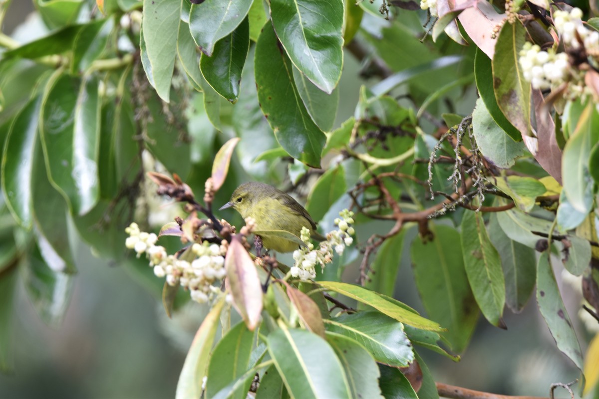 Orange-crowned Warbler - ML568430801