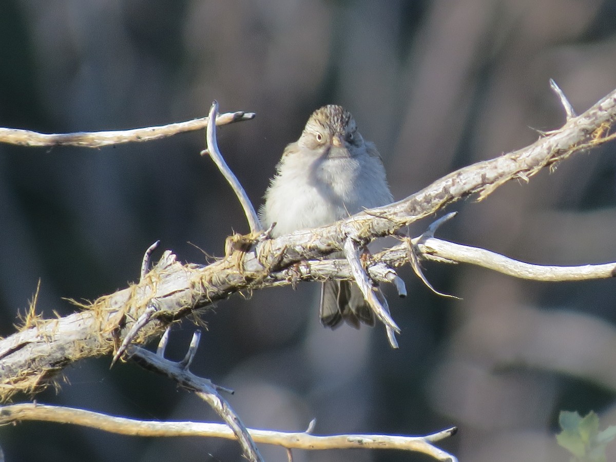 Brewer's Sparrow - Evan Waite