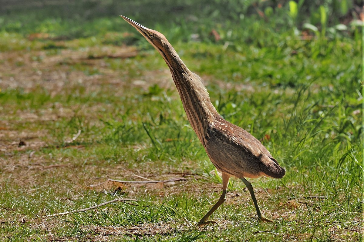 American Bittern - ML568434881