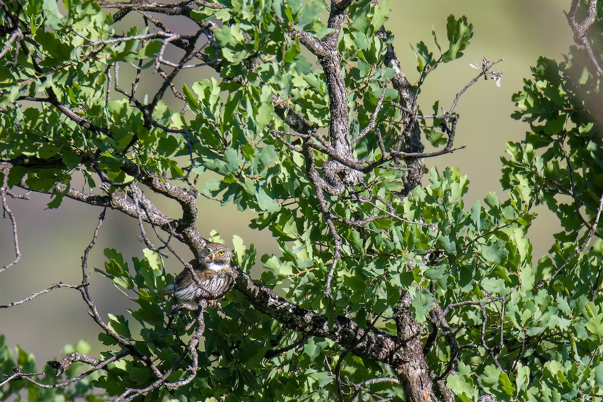 Northern Pygmy-Owl - ML568435011