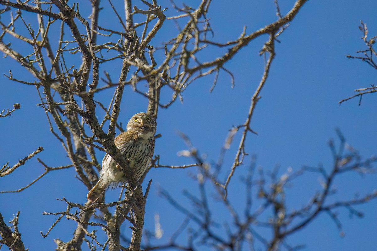 Northern Pygmy-Owl - ML568435021