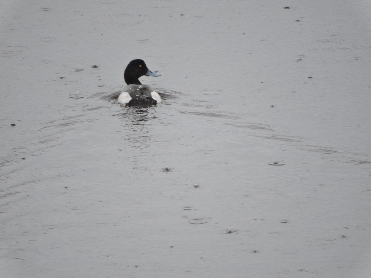 Lesser Scaup - ML568436521