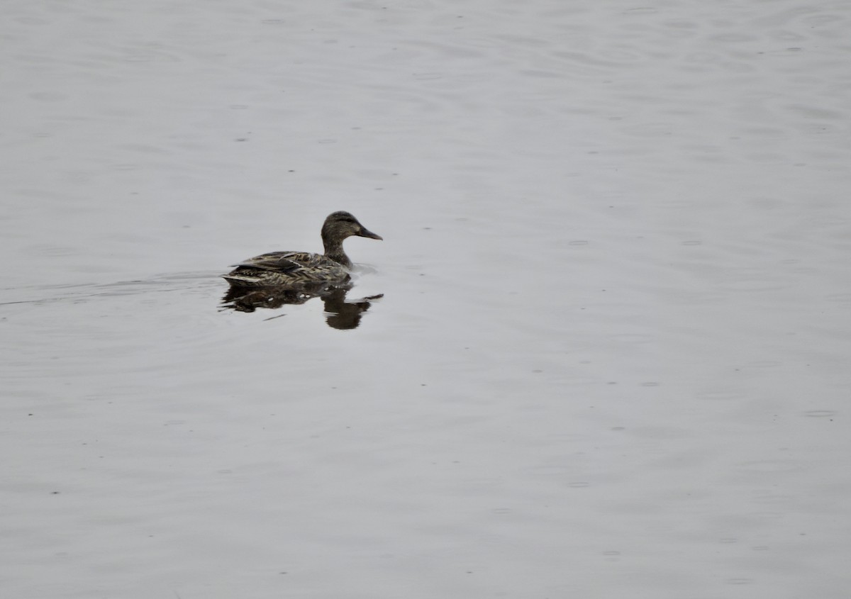 Canard colvert - ML568436891