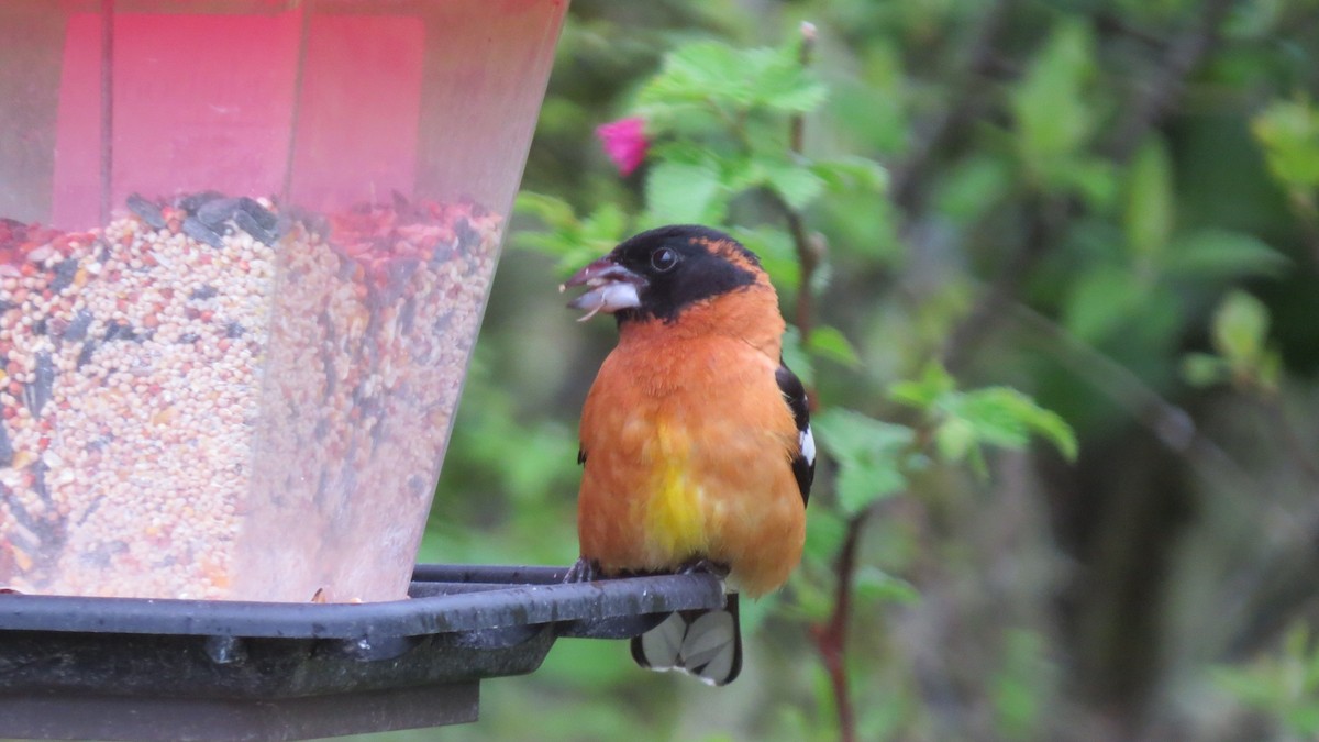 Cardinal à tête noire - ML56843711