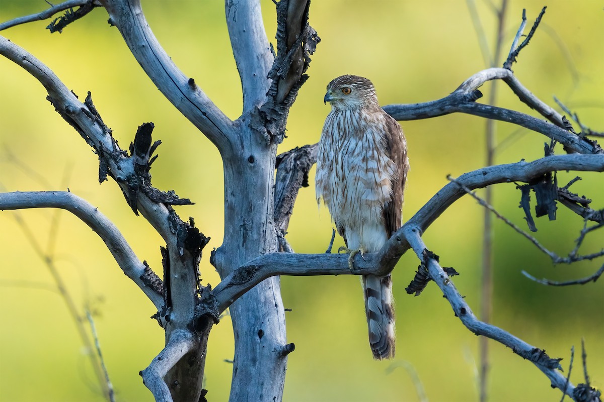 hawk sp. - Rhonda Howard