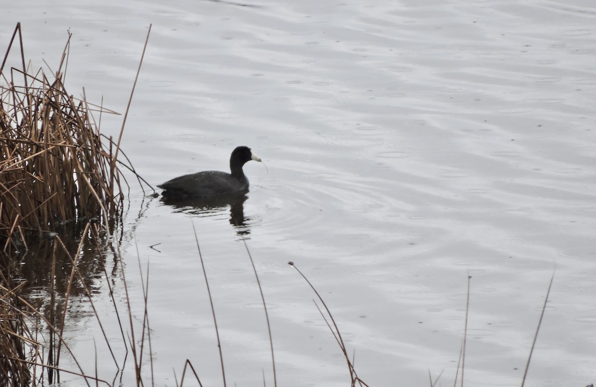 American Coot (Red-shielded) - ML568438341