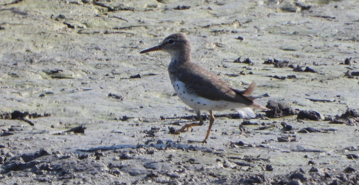 Spotted Sandpiper - ML568440141