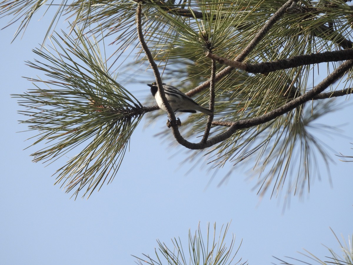 Black-throated Gray Warbler - ML568440921