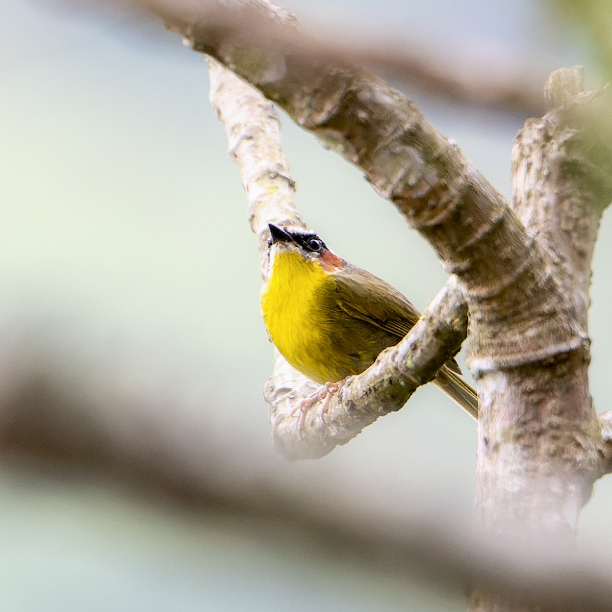 Rufous-capped Warbler - ML568441081