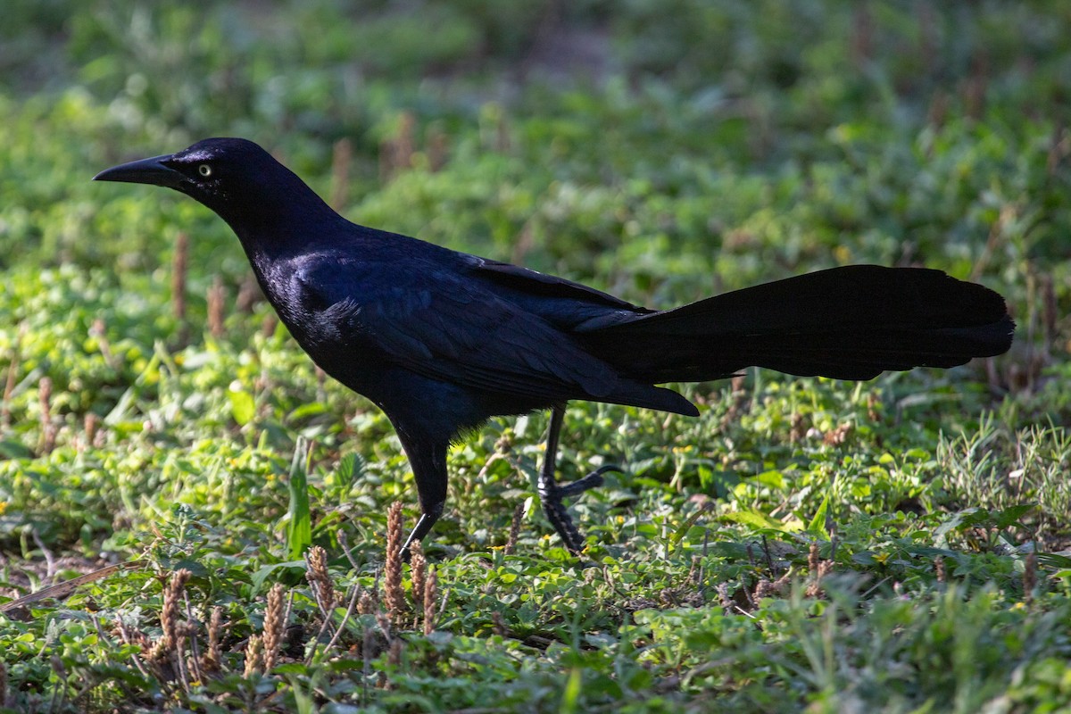 Great-tailed Grackle - ML568441311
