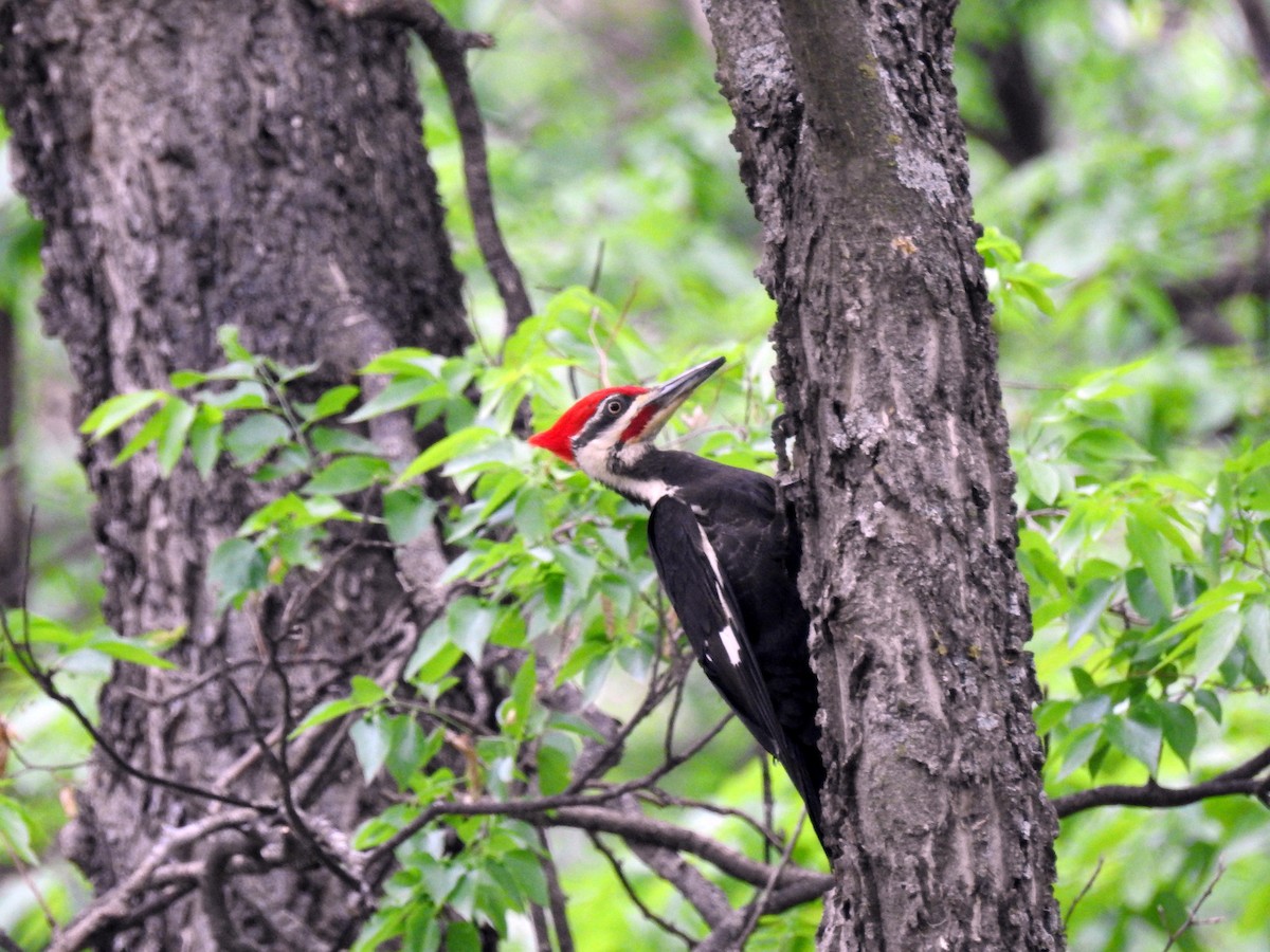 Pileated Woodpecker - Tom Ross