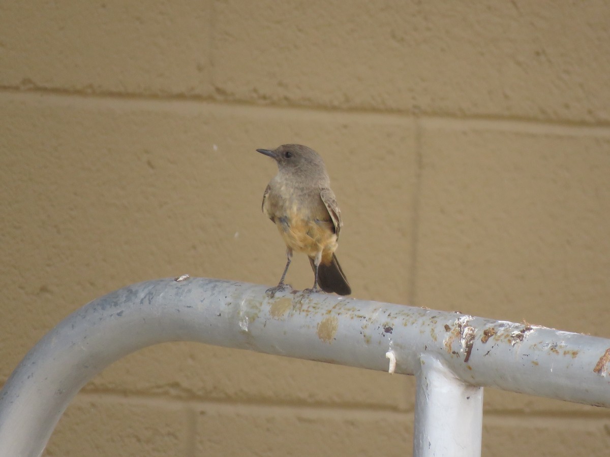 Say's Phoebe - Anthony  Hewetson