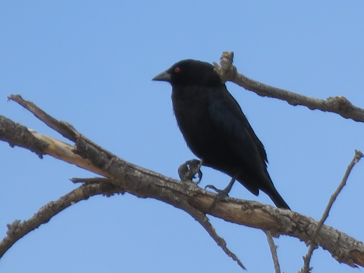 Bronzed Cowbird - Anthony  Hewetson