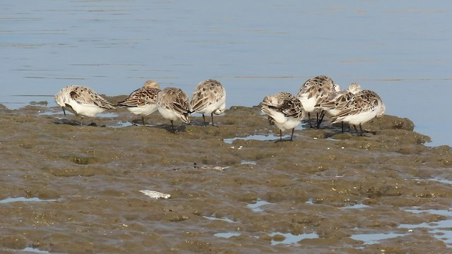 Bécasseau sanderling - ML568441891