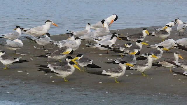 Sandwich Tern - ML568442151