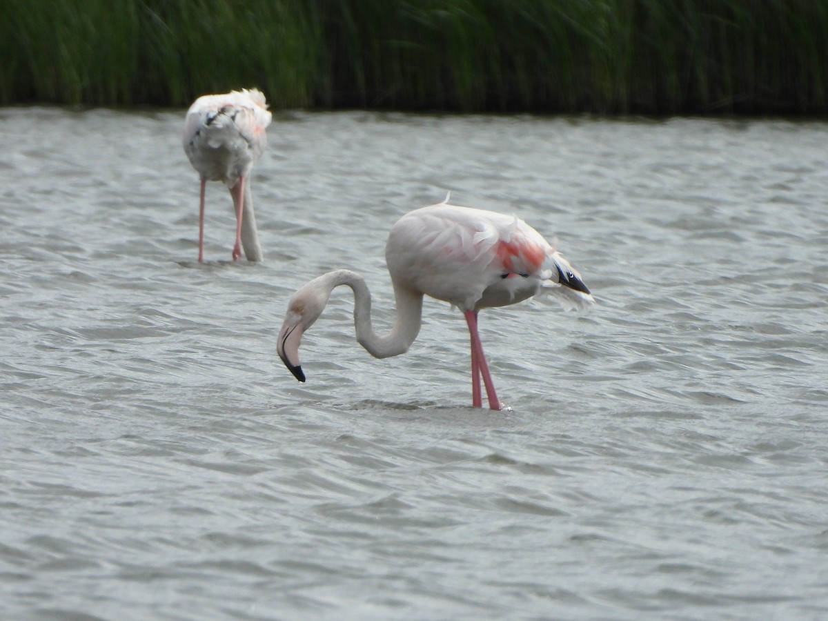Greater Flamingo - ML568442241