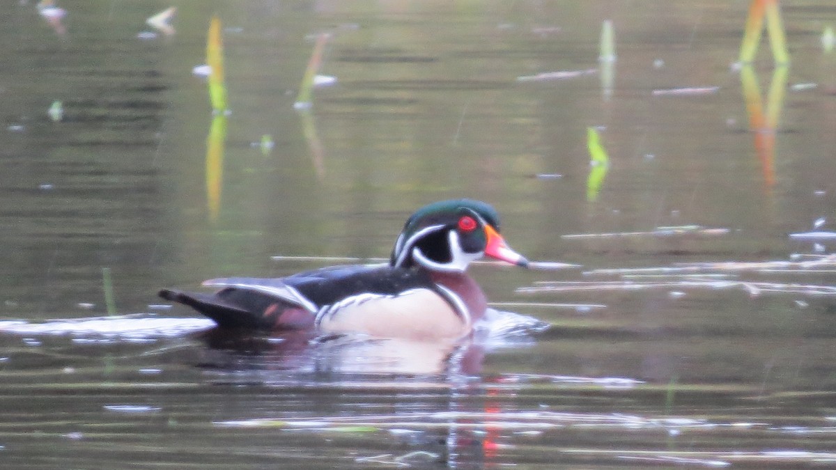 Wood Duck - ML56844231