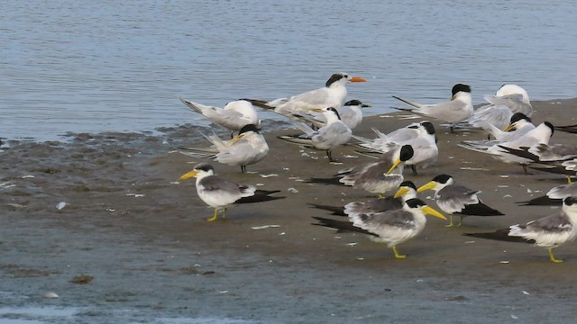 Sandwich Tern - ML568442481