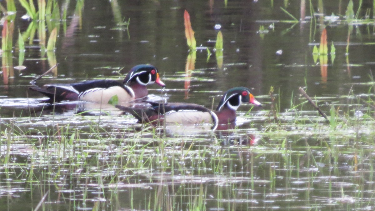 Wood Duck - Michael Barry