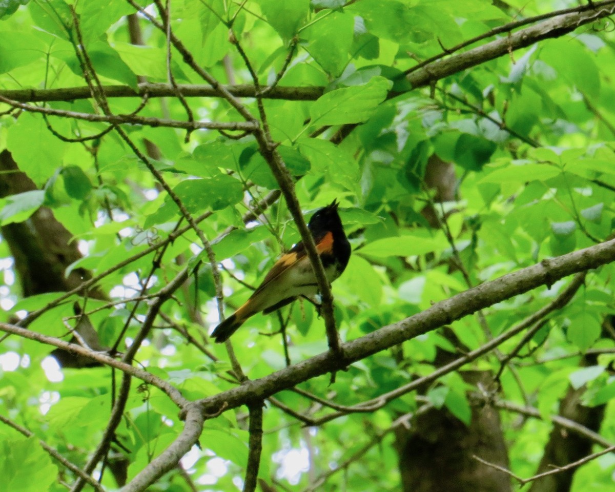 American Redstart - ML568442541