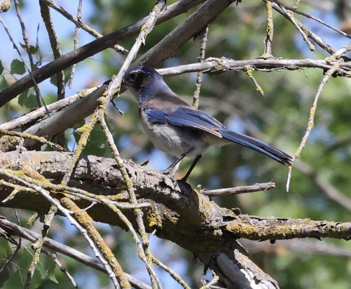 California Scrub-Jay - ML568442971