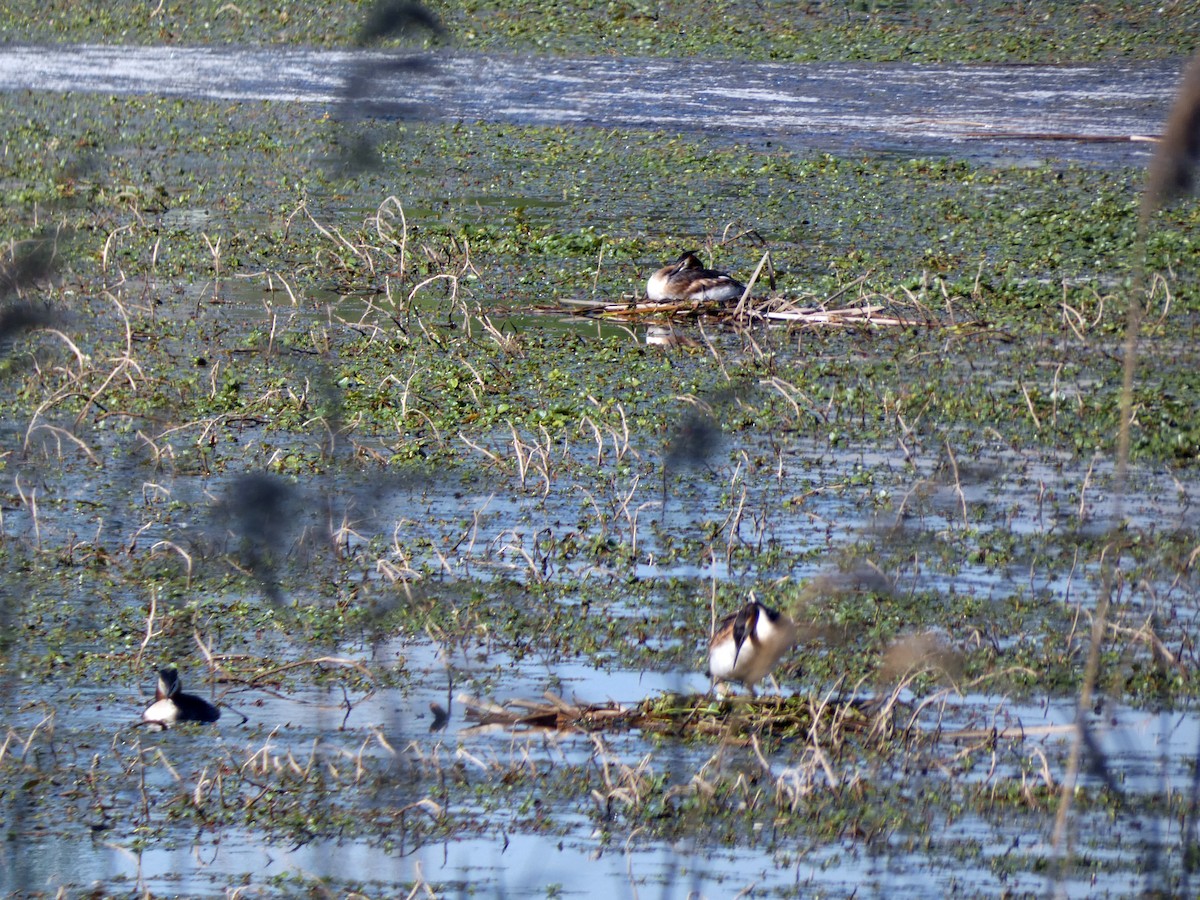 Great Crested Grebe - ML568444681