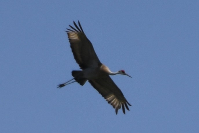 Sandhill Crane - Angelica Becker