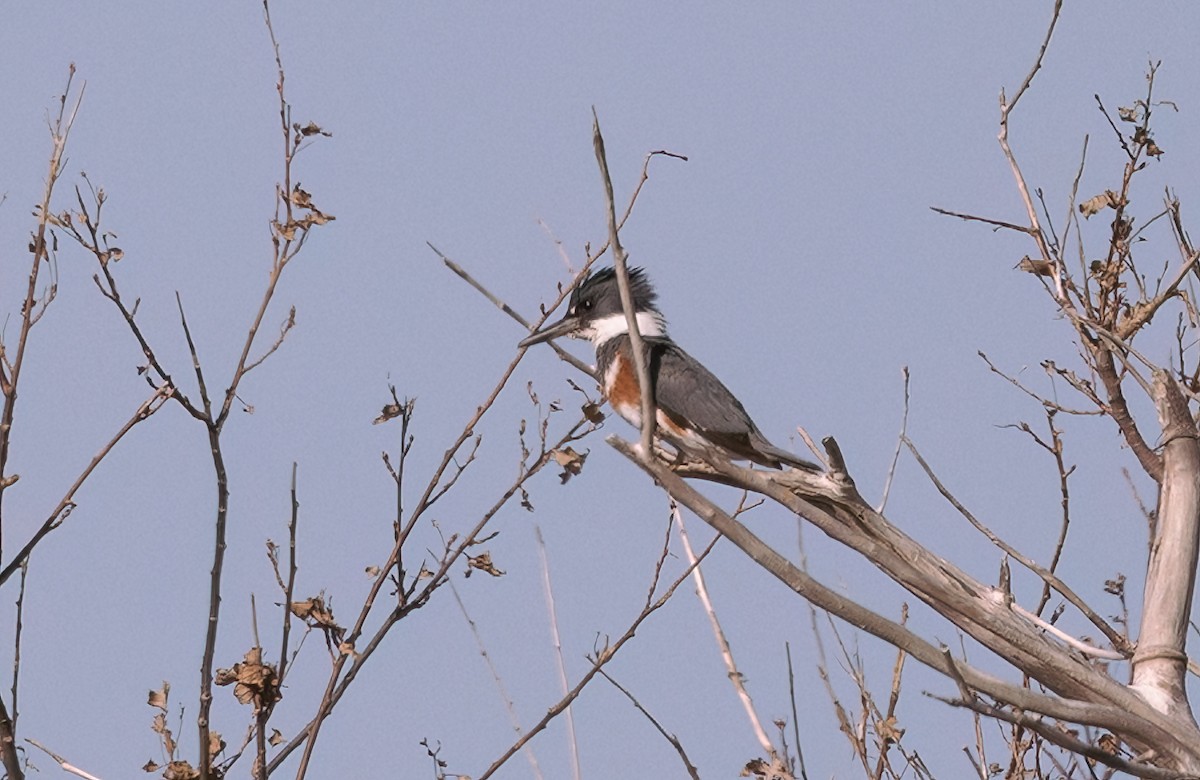 Belted Kingfisher - ML568449211